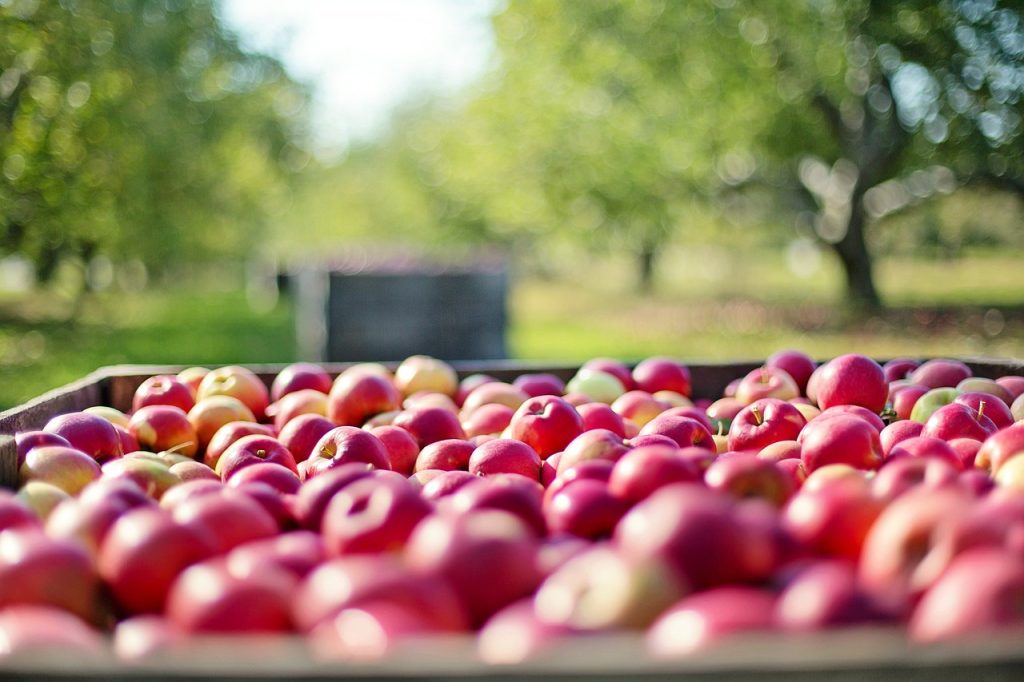 Image representing Crop Management