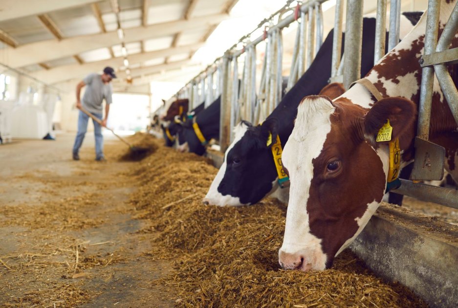 Image representing Livestock Care